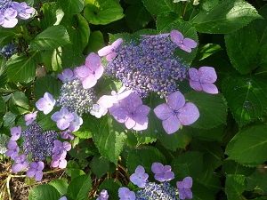 �֥ե��ȥޥ륷���׹������߱��γڤ��ߤȤ����л��۲�