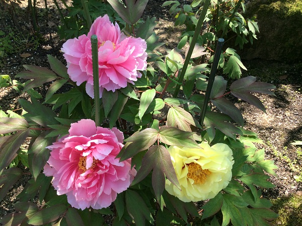 ����Υܥ���ห��(�Զ��ԡ�